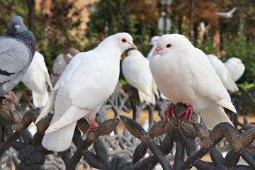 Doves in Spain