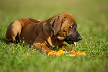 Rhodesian Ridgeback Welpe mit Spielzeug in einer Wiese