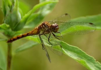 Dragonfly