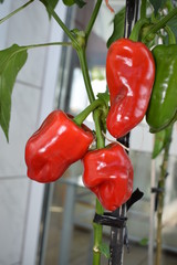 reife scharfe Paprika