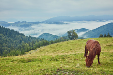 Fototapeta na wymiar Brown horse grazing on the lawn