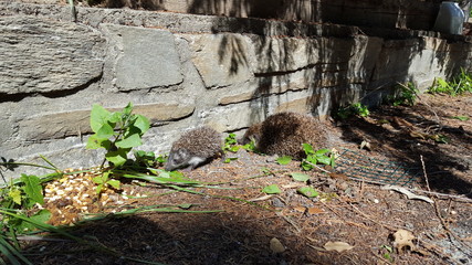 Igel - Mutter & Baby