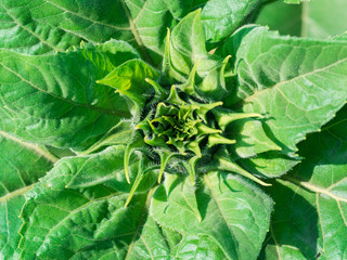 Sunflower bud before it's bloomed. Macro