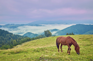 Fototapeta na wymiar Brown horse grazing on the lawn