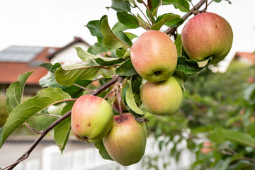Apple hang on apple tree in late summer or early autumn