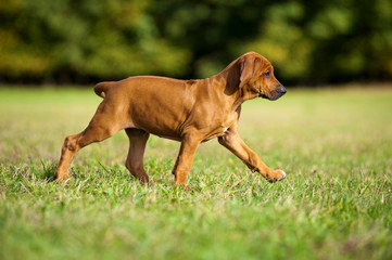 Rhodesian Ridgeback Welpe in einer Wiese