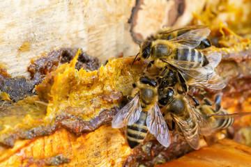 Propolis in the middle of a hive with bees. Bee glue. Bee products. Apitherapy. Apiculture.