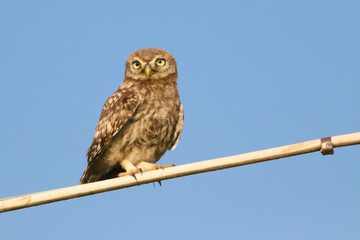 Funny Little owl Athene noctua, looking at the camera