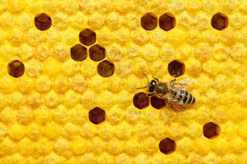 Bee on a cell with larvae. Bees Broods. Concept of beekeeping.