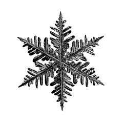 Black snowflake on white background. This illustration based on real snow crystal macro photo: large stellar dendrite with fine hexagonal symmetry, complex structure and elegant shape.