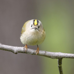 goldcrest