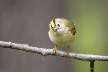goldcrest