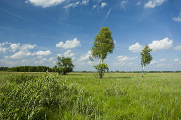 Fototapeta na wymiar Young birches on a wild meadow