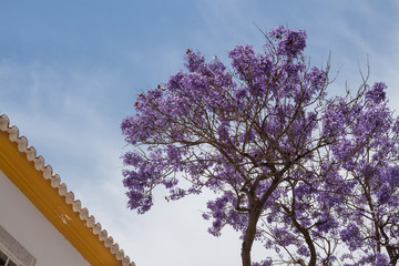 Jacaranda tree, Portugal