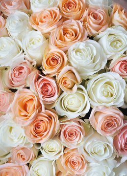 Stylish photo of light pink and white roses background, beautiful flowers bouquet.
