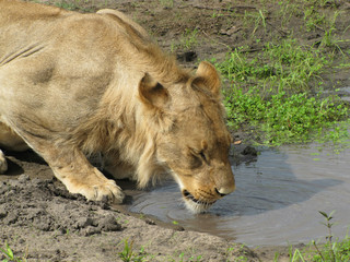 Young male lion drinking water 