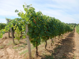 Fototapeta na wymiar filari di vite di uva cortese nel basso monferrato - Piemonte - Italia