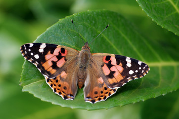 Edelfalter Distelfalter