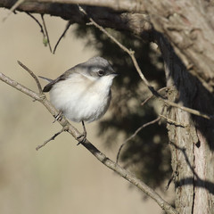 Lesser Whitethroat