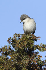 Lesser Whitethroat