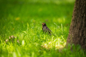 A beautiful common blackbird feeding in the grass in park before migration. Turdus merula. Adult bird in park in Latvia, Northern Europe.