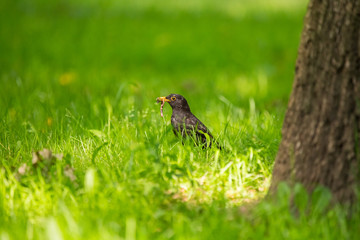 A beautiful common blackbird feeding in the grass in park before migration. Turdus merula. Adult bird in park in Latvia, Northern Europe.
