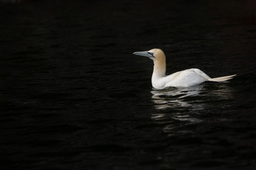 Northern Gannet (Morus Bassanus) On water
