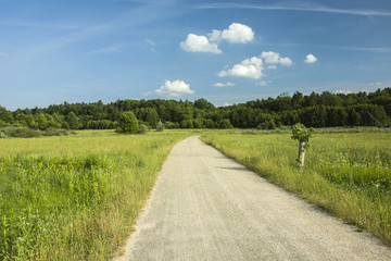 Gravel road through a meadow to the forest