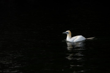 Northeern gannet (Morus bassanus) on water near colony