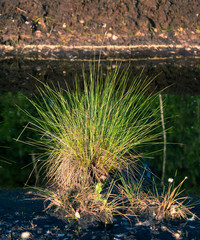 Cottongrass growing in a natural swamp habitat. Grass clumps in the weltalnds on Latvia, Northern Europe.