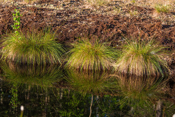 Cottongrass growing in a natural swamp habitat. Grass clumps in the weltalnds on Latvia, Northern Europe.