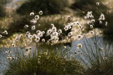 Cottongrass growing in a natural swamp habitat. Grass clumps in the weltalnds on Latvia, Northern Europe.
