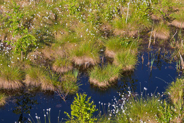 Cottongrass growing in a natural swamp habitat. Grass clumps in the weltalnds on Latvia, Northern Europe.