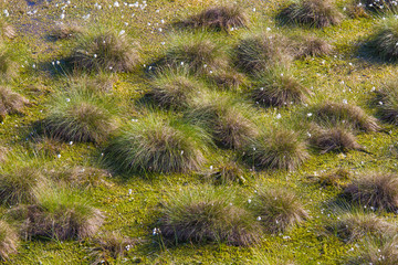 Cottongrass growing in a natural swamp habitat. Grass clumps in the weltalnds on Latvia, Northern Europe.