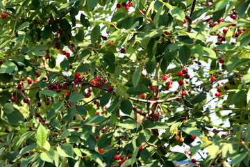 Fresh ripe cherry berries on tree