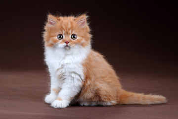Naklejka na ściany i meble Cute fluffy red kitten on a brown background