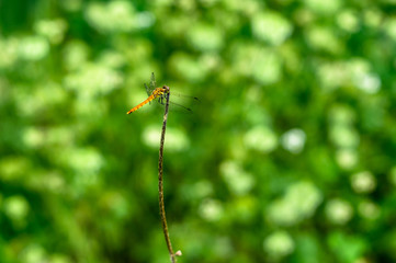 a sympetrum frequens that stays on a branch.