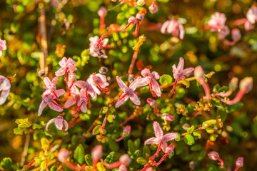 A beautiful pink cranberry flowers in a natural habitat of swamp. Spring scenery of wetlands in Latvia, Northern Europe.