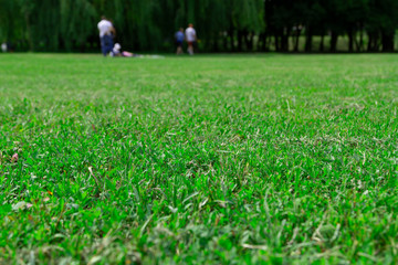 Low-cut grass on a green lawn. In the blurry background people are going on a picnic. Background for a summer picnic in nature.