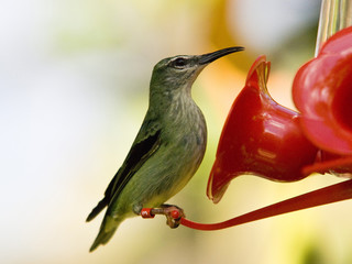 hummingbird