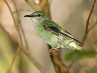 Green bird