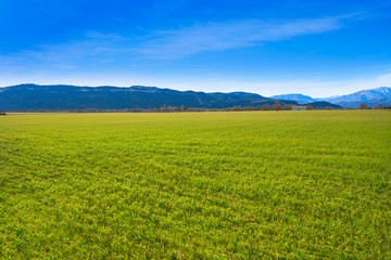 Fototapeta na wymiar cereal fields green sprouts as meadows in Spain