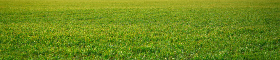 Obraz premium cereal fields green sprouts as meadows Spain