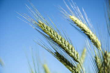 Ears of golden triticale against the sky