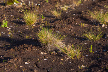 A dry peat on a floor of swamp. Brown peat in a natural environment in Latvia, northern Europe.