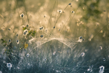 Natural vegetation growing on the ground in swamp. Flora in natural habitat of wetlands in Latvia, Northern Europe.