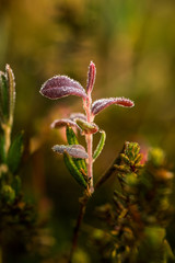 Natural vegetation growing on the ground in swamp. Flora in natural habitat of wetlands in Latvia, Northern Europe.