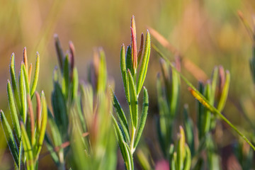 Natural vegetation growing on the ground in swamp. Flora in natural habitat of wetlands in Latvia, Northern Europe.