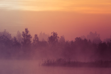 A beautiful, pink sunrise ower the swamp. Sun rising in wetlands, purple misty atmosphere. Latvia, Northertn Europe