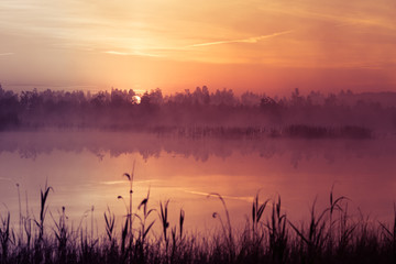 A beautiful, pink sunrise ower the swamp. Sun rising in wetlands, purple misty atmosphere. Latvia, Northertn Europe
